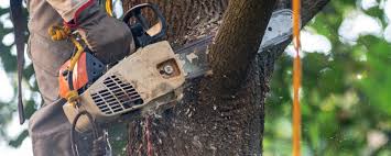Best Tree Disease Treatment  in Mesilla, NM