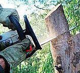 Best Tree Maintenance Programs  in Mesilla, NM