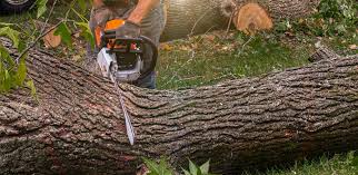 Professional Tree Removal in Mesilla, NM