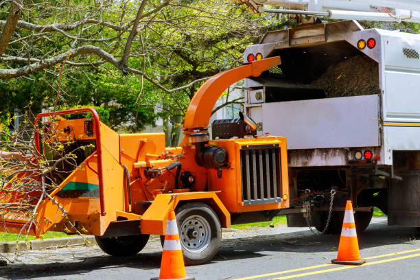  Mesilla, NM Tree Removal Pros