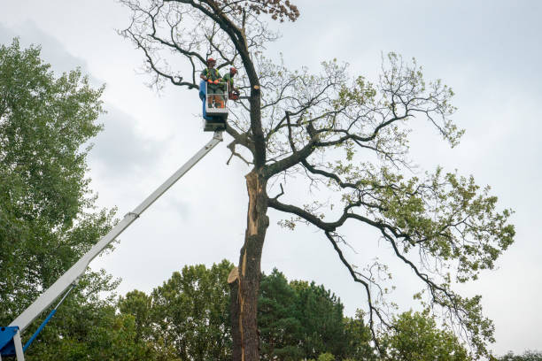 Best Emergency Tree Removal  in Mesilla, NM