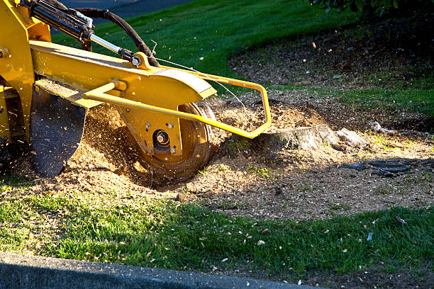 Best Tree Trimming and Pruning  in Mesilla, NM