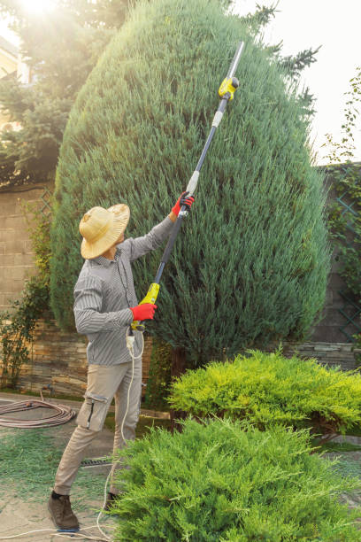 Lawn Grading and Leveling in Mesilla, NM