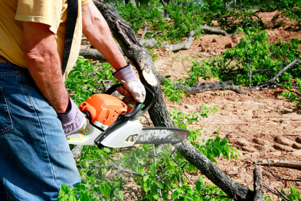 Best Commercial Tree Services  in Mesilla, NM