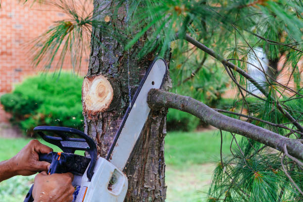 Best Lawn Pest Prevention  in Mesilla, NM